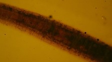 Special price very rare reptile tail inclusion amber picture