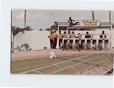 Postcard Hollywood Dog Track, Hollywood, Florida picture