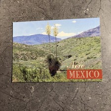Beautiful Yucca, New Mexico, Postcard Unposted picture