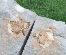 Ophiura Fossil Starfish Ordovician 485–444 Million Years Old Morocco picture
