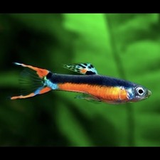 Santa Maria Endler Fish/Guppy Endler- Trio - 1M/2F picture