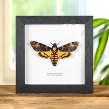 Death's Head Hawk Moth In Box Frame (Acherontia atropos) picture