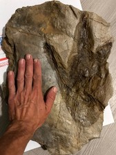 Nice Large Jurassic Dinosaur Footprint Fossil Track Eubrontes Connecticut picture