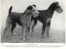 Lakeland Terrier 