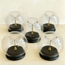 5Pcs Glass Display Dome Cloche with Black Base Butterfly Specimen DIY Decor picture