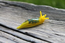 Blue Yellow Spotted Slug glass sculpture GLASS SLUG lampwork Glass Animals picture
