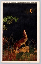 Postcard A 497, The Call of the Wild, Coyote Barking at the Moon picture