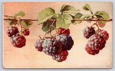 Antique Blackberry Fruit Branch Nature Botanical Illustration 1910 picture