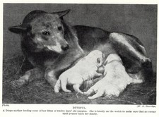 Dingo 