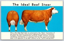 Vintage Ideal Beef Steer American Hereford Association Art 1950s picture