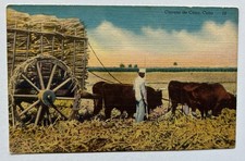 Carreta de Caña Cuba Sugar Cane Cart Oxen Plantation Scene Postcard B9 picture