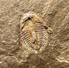 Dactylocephalus sp. Trilobite Fossil – Positive & Negative Pair ✅ picture