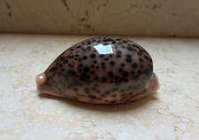 F cypraea pantherina GEM 86.3 mm F++++ red sea shell very nice and uniqe color picture