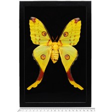 Argema mittrei FEMALE BLACK BACKGROUND green yellow comet moth Madagascar FRAMED picture