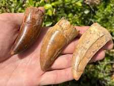 Large Carcharodontosaurus Dinosaur Teeth Fossils LOT Morocco Theropod  Restored picture