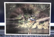 Vintage Postcard - 