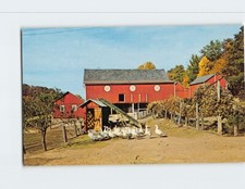 Postcard Barn Yard Scene Flock of Geese picture