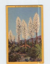 Yuccas in Bloom in Southern California P-219455 picture