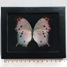 Salamis parhassus pink purple black mother of pearl butterfly Africa BLACK FRAME picture