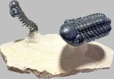 Natural plate of two trilobites Reedops sp. +Crotalocephalus gibbus from Morocco picture