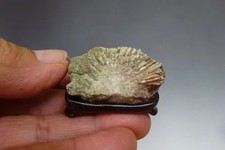 Japan SHIMONITA KIKKA-SEKI Chrysanthemum stone SUISEKI w/ pedestal h1.2