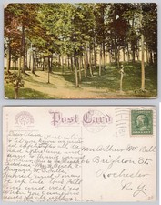 1910 Cayuga Lake Park Woods Seneca Falls NY Postcard Americhrome Posted picture