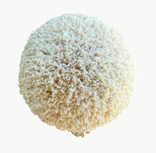 Natural White Scolecite “Blow Ball” Crystal Specimen | Radiating Cluster picture