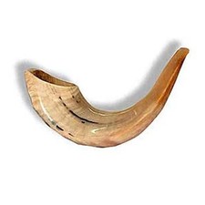 Shofar Kosher Ram's Horn From ISRAEL 7