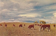 Herefords at Home on the Range TX, Texas (actually location not specified) picture