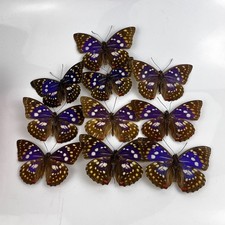 10 Pcs Real Butterfly Specimens Spread Wings A1-A- DIY Crafts Decor picture