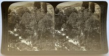 Jerusalem The Garden of Gethsemane 1901 Vintage Stereo Photo P81L9n24 picture