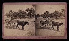 297) Ox Cart ~ Ox Cart ~ Mode of Travel Black Americana South ~ Launey & Goebel picture
