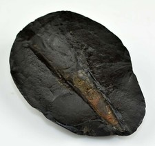 Laxmi Kuber Shaligram-101 Gram/2.92 Inch picture