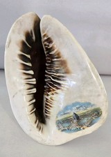 1904 Worlds Fair King Helmet Conch Shell 6x5x5” St. Louis Souvenir  picture