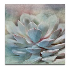 Renditions Gallery Pastel Succulent I Gallery Wrapped Canvas Wall Art picture