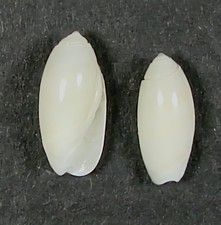 OLIVELLA WATERMANI 10mm BEAUTIFUL RARE SPECIMENS Egmont Key, Tampa Bay, Florida picture