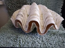 Giant Clam Shell matching pair Tridacna gigas 15x10x9 picture