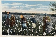 Original c. 1910s “Picking Cotton” African American Labor Curt Teich Postcard picture
