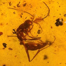 HELL ANT Haidomyrmex in Burmese / Burmite amber fossil / 100% genuine  picture