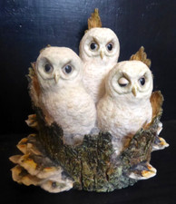 BORDER FINE ARTS   TAWNY  OWLETS   IN NEST    OWLS picture