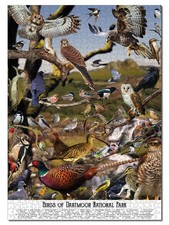 Bird Puzzle for Adults 1000 Pieces, Birdwatching Nature & Wildlife Jigsaw picture