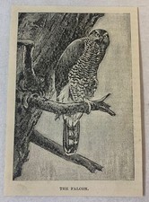 1894 magazine engraving ~ THE FALCON picture