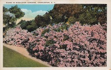 MIDDLETON PLACE GARDENS POSTCARD CHARLESTON SC SOUTH CAROLINA 1920s picture
