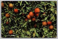 Postcard: A Few Oranges, M. Rieden, Posted 1939 picture