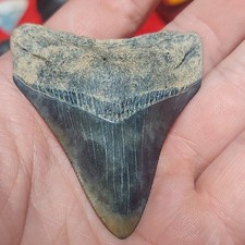 St. Mary's Megaldon Shark Tooth Fossil 2.5inches st mary picture