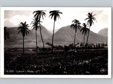 c1935 Agriculture Farm View Lahaina Maui Hawaii HI RPPC Real Photo Postcard picture