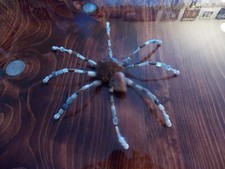 Specialty PET AGATE SPIDER, Genuine Pedigreed, ROCK BEADS Minions Stone picture