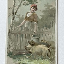 Antique Victorian Trading Card Advertisement Woman Feeding Pig Arbuckle’s Coffee picture