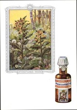 Artist Postcard Hyoscyamus niger, Hesawort, Dr. Madaus and Co.,... - 3622067 picture