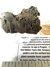 Rhynie Chert Devonian Period Scotland  RC3 picture